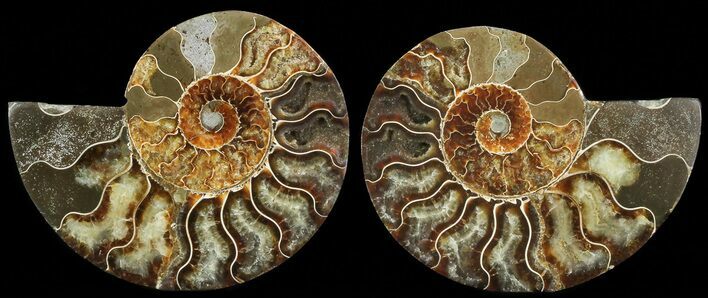 Cut & Polished Ammonite Fossil - Agatized #69029